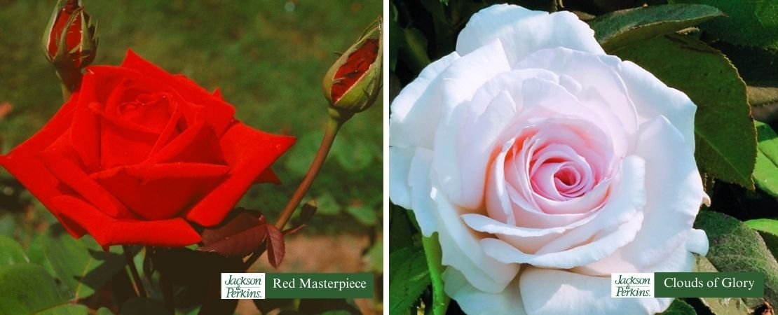 roses with old rose fragrance